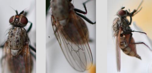 Botanophila fugax